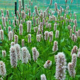 Горец змеиный 'Superba' (Persicaria bistorta 'Superba')